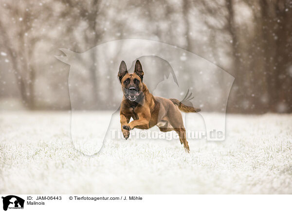 Malinois / Malinois / JAM-06443