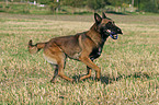 running Malinois