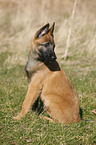 young Malinois