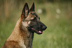 Malinois Portrait