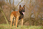 standing Belgian Malinois