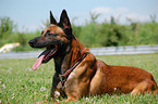 lying Belgian Malinois