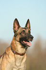 Malinois Portrait