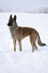 Malinois in snow