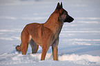 Malinois in snow