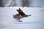 Malinois in snow