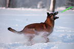 Malinois in snow