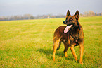 male Malinois