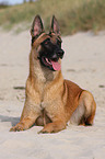 lying Malinois