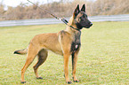 Malinois