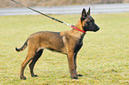 Malinois Puppy