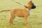 Malinois Puppy