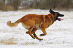 running Malinois