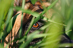 Malinois eye