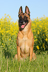 Malinois