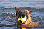 Malinois Portrait