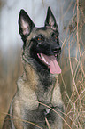 Malinois