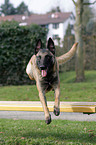 Malinois