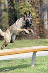 Malinois