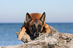 lying Malinois