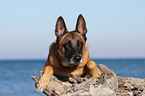 lying Malinois