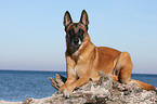 lying Malinois