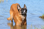 bathing Malinois