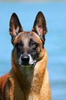 Malinois Portrait