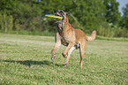 playing Malinois