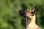 Malinois Puppy