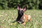 Malinois Puppy