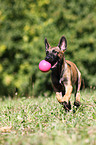 Malinois Puppy