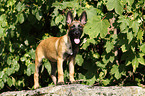 Malinois Puppy