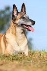 lying Malinois