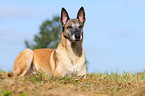 lying Malinois