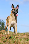 Malinois