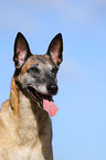 Malinois Portrait