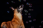 Malinois Portrait