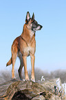 Malinois