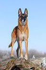 Malinois