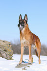 Malinois in snow