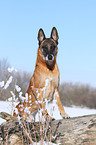 Malinois in snow