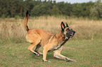 running Malinois