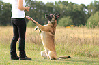 Malinois gives paw