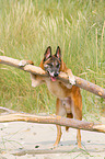 Malinois