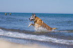 running Malinois