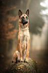 sitting Malinois