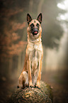 sitting Malinois