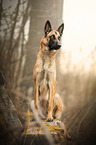 sitting Malinois