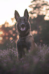 Malinois